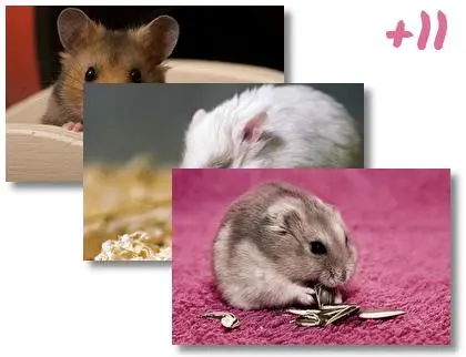 Hamster theme for Windows 10