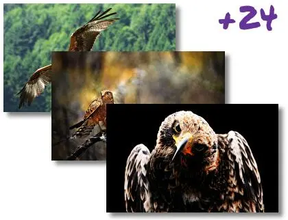 Hawk theme for Windows 10