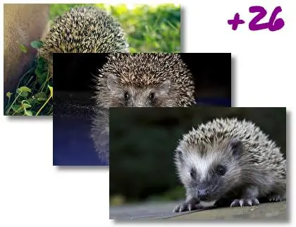 Hedgehog theme for Windows 10