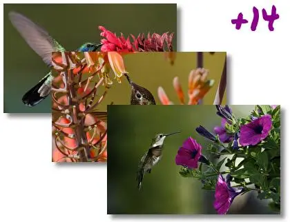 Hummingbird theme for Windows 10