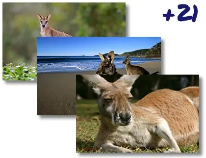 Kangaroo theme for Windows 10