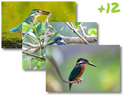 Kingfisher theme for Windows 10