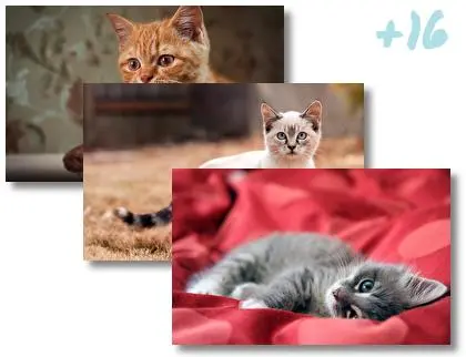 Kitten theme for Windows 10