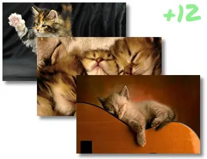 Kittens theme for Windows 10