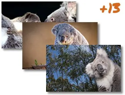 Koala theme for Windows 10