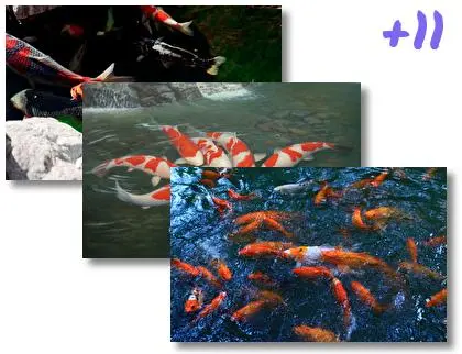 Koi theme for Windows 10