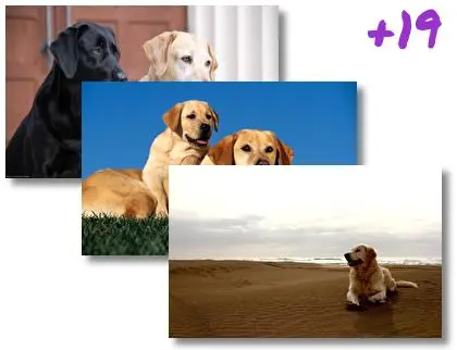Labrador Retriever theme for Windows 10