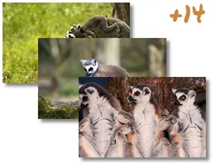 Lemur theme for Windows 10