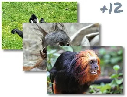 Monkey theme for Windows 10