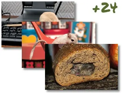 Mouse theme for Windows 10