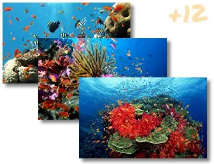 Ocean Life theme for Windows 10
