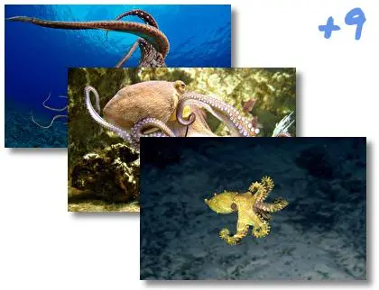 Octopus theme for Windows 10