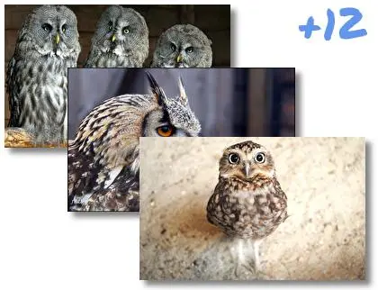 Owl theme for Windows 10