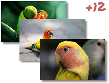 Parrot theme for Windows 10