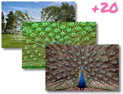 Peafowl theme for Windows 10