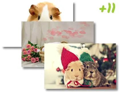 Pet Guinea Pigs theme for Windows 10