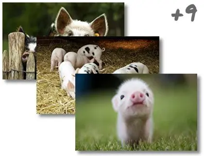 Piga theme for Windows 10