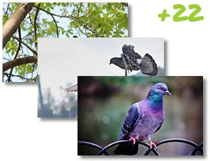 Pigeon theme for Windows 10