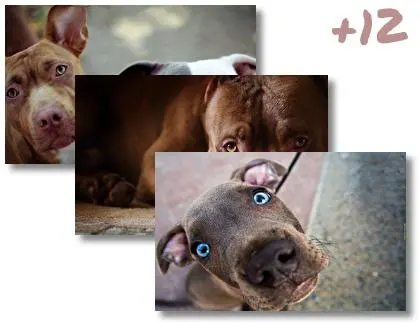 Pitbull theme for Windows 10