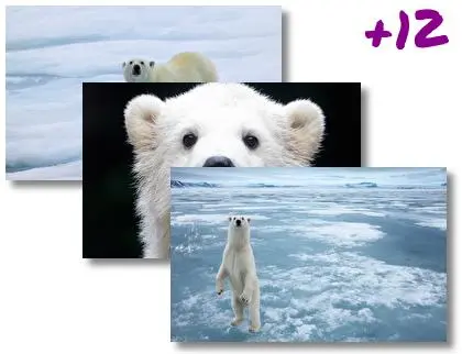Polar Bear theme for Windows 10
