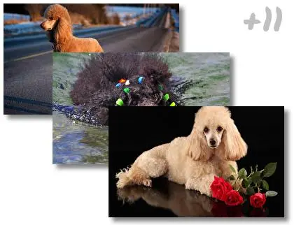 Poodle theme for Windows 10