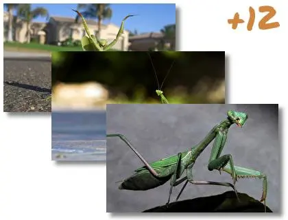 Praying Mantis theme for Windows 10