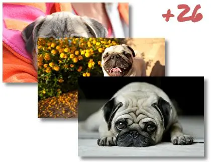 Pug theme for Windows 10