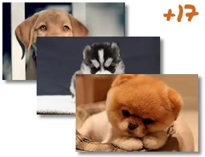 Puppy theme for Windows 10