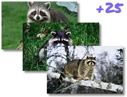 Raccoon theme for Windows 10