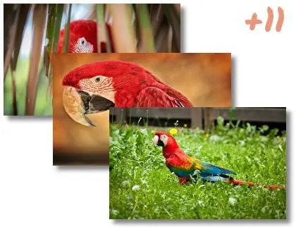 Red and Green Macaw theme for Windows 10