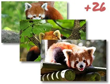 Red Panda theme for Windows 10