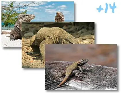 Reptilef theme for Windows 10