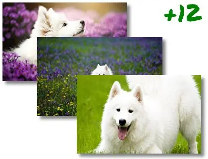 Samoyed theme for Windows 10