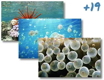 Sea Life theme for Windows 10