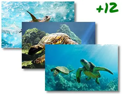 Sea Turtle theme for Windows 10