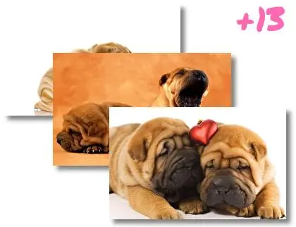 Shar Pei theme for Windows 10