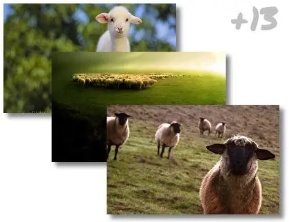 Sheep theme for Windows 10