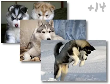 Siberian Husky theme for Windows 10
