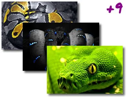 Snakes theme for Windows 10