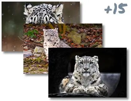 Snow Leopard theme for Windows 10