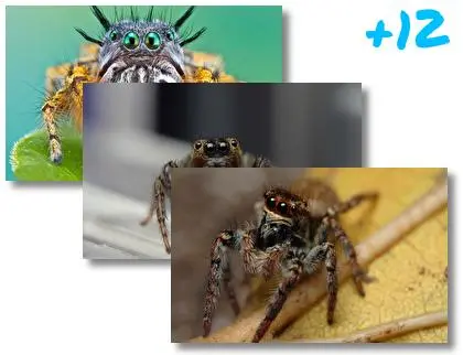 Spider theme for Windows 10