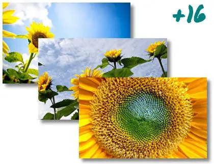 Sunflower theme for Windows 10