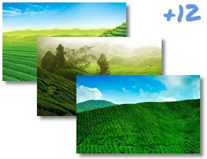 Tea Plantation theme for Windows 10