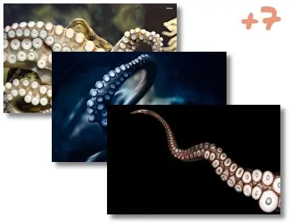 Tentacles theme for Windows 10