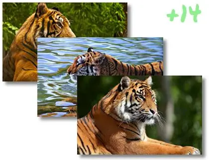 Tiger theme for Windows 10