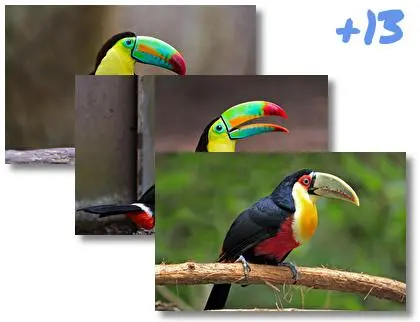 Toucan theme for Windows 10