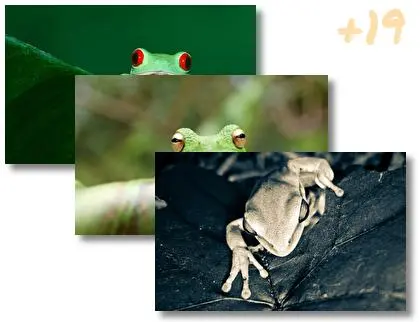 Tree Frog theme for Windows 10