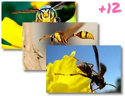 Wasp theme for Windows 10