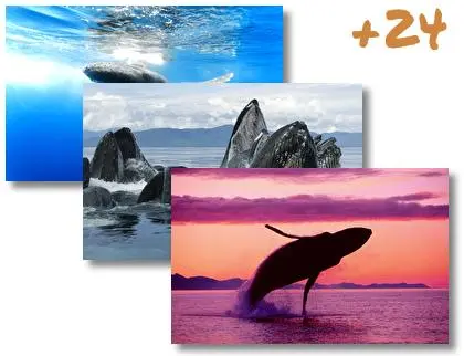 Whale theme for Windows 10