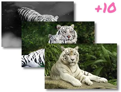 White Tiger theme for Windows 10